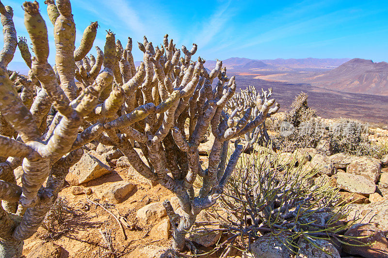 Tabaibas和种子在Tablero del Saladillo - Fuerteventura